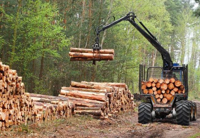 Правительство определило порядок учета потребностей юрлиц и ИП в древесине