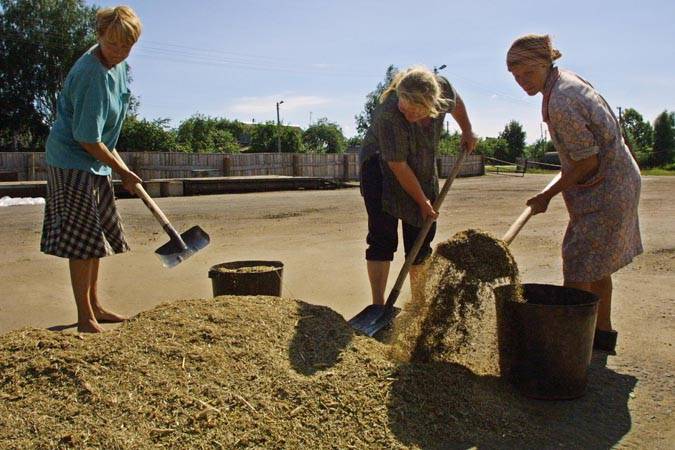 Чем опасен взлет цен на зерно в странах ЕАЭС