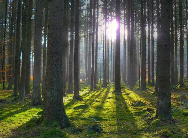 В Беларуси вводятся ограничения на посещения лесов