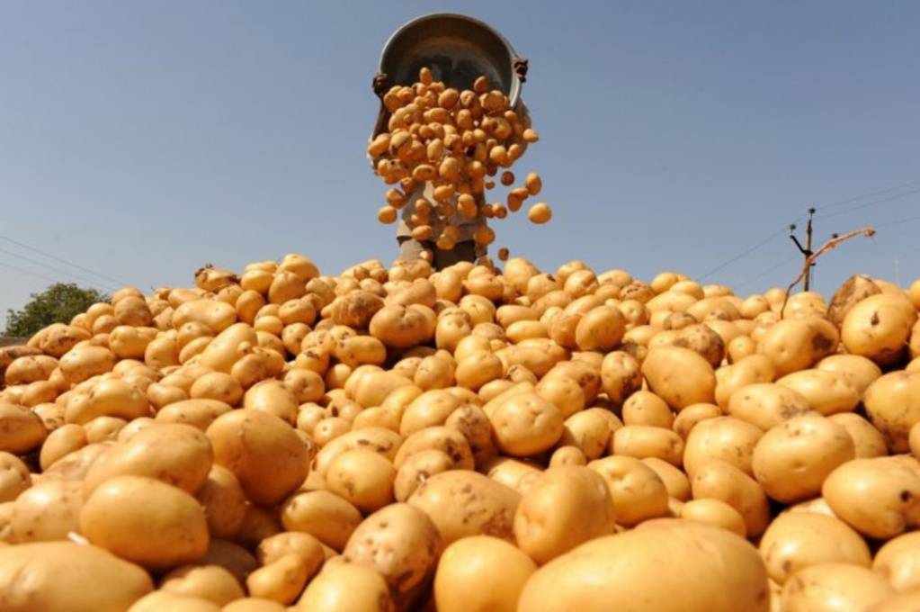 Беларусь планирует экспортировать картофеля на 50 млн USD в этом году