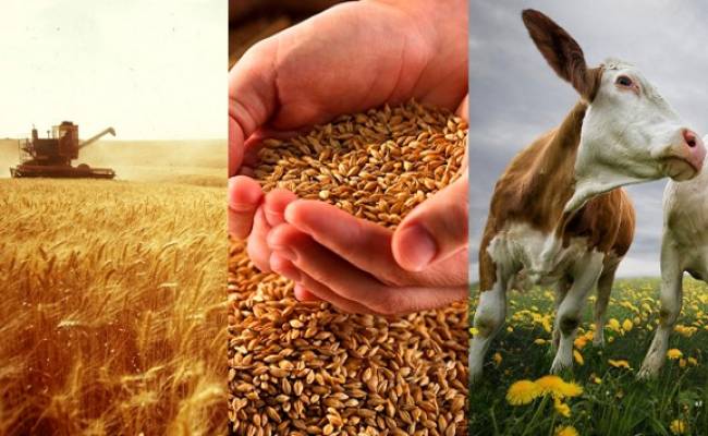 О рынках экспорта белорусской сельхозпродукции в условиях санкций