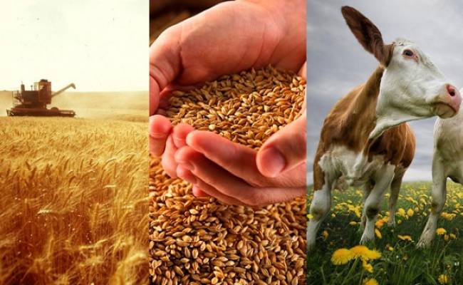 Белорусские предприятия в 1,5 раза увеличили закупки сельхозпродукции на БУТБ Белорусские предприятия в 1,5 раза увеличили закупки сельхозпродукции на БУТБ