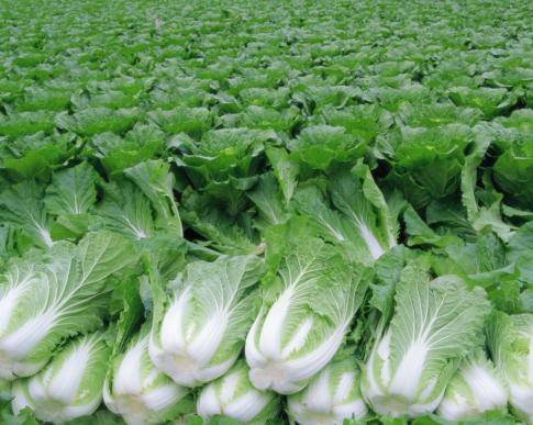 Россельхознадзор провел переговоры по ограничениям поставок овощей из Беларуси