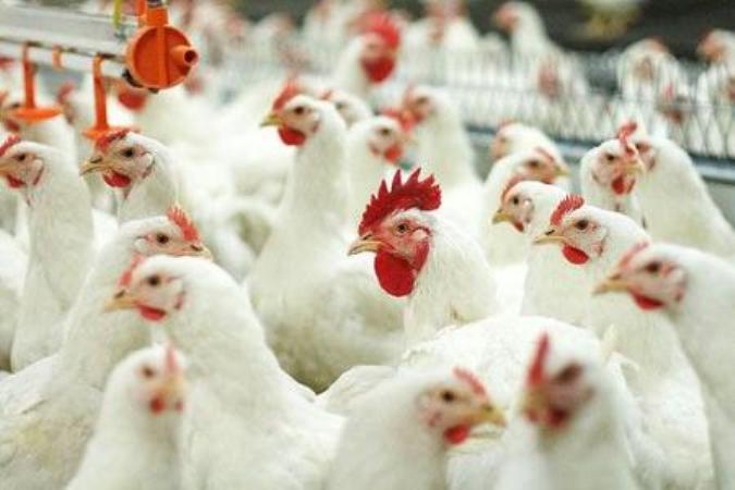 «Витебская бройлерная птицефабрика» увеличила выручку на 15,3%