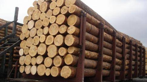 Экспорт белорусского леса в этом году сократится на треть